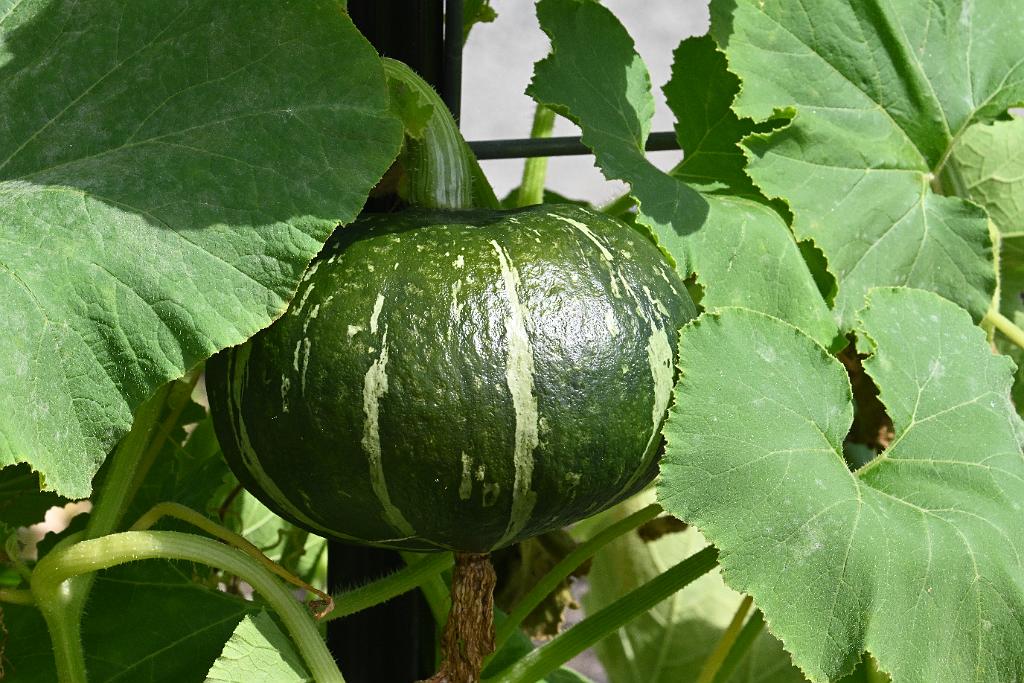 2025-08270206 Tower Hill Botanic Garden, MA.JPG - Kabocha Squash. New England Botanic Garden at Tower Hill, MA, 8-27-2025